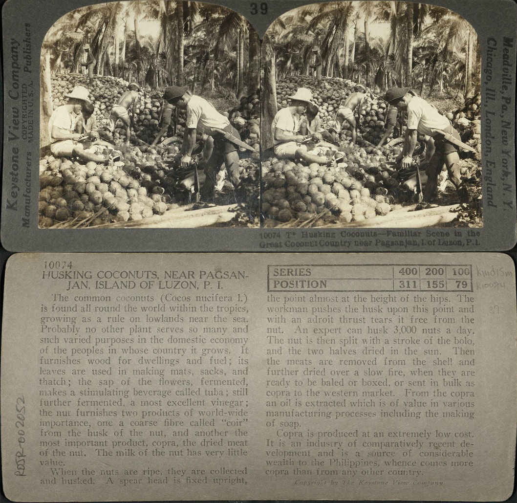 Husking Coconuts – Familiar Scene in the Great Coconut Country near Pagsanjan, I. of Luzon, P. I.